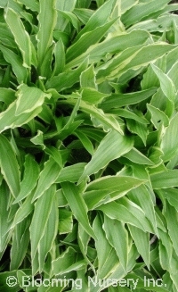 Hosta 'Stiletto'